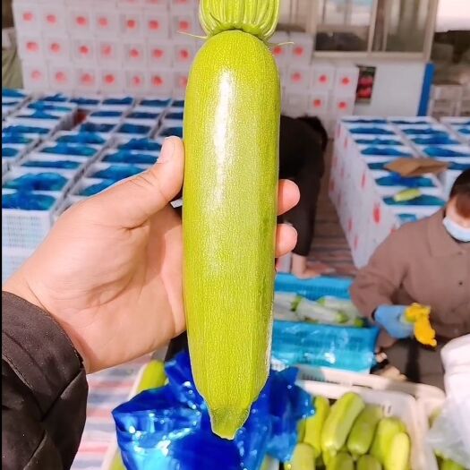聊城西葫芦 产地直销，代发全国！