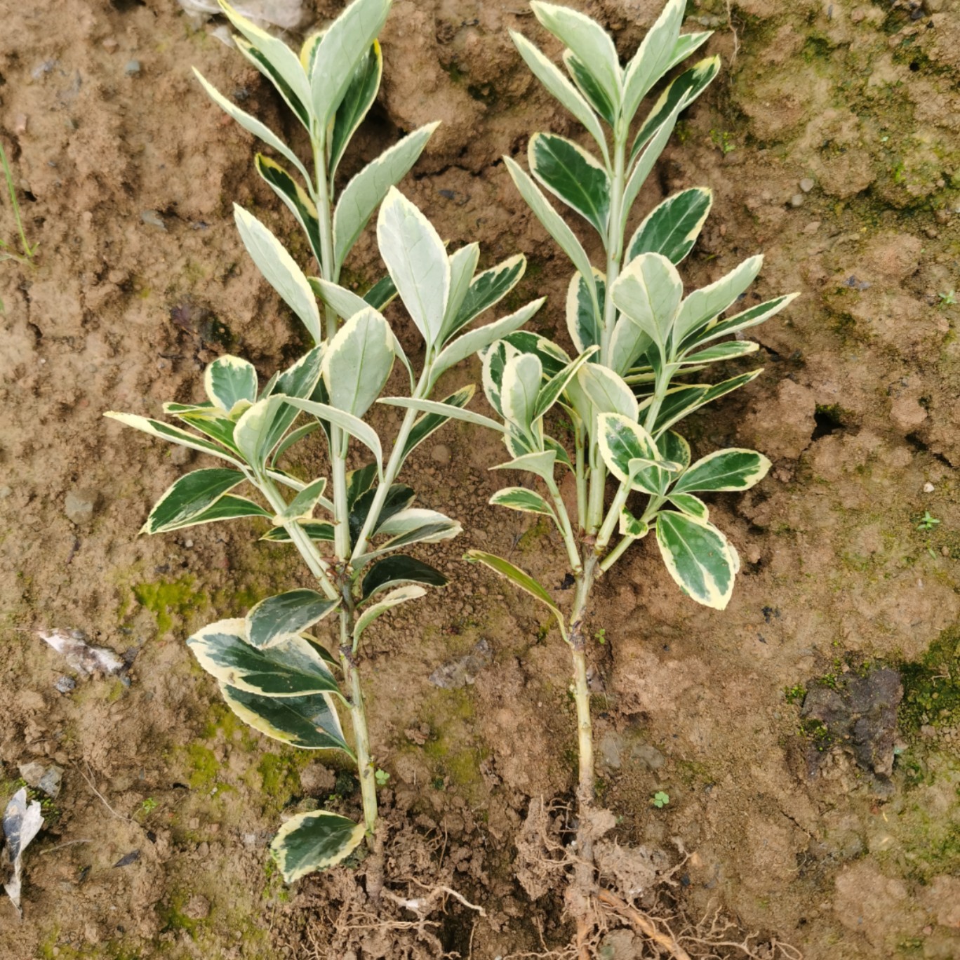 郴州湖南金边黄杨小苗杯苗色块苗基地大量供应金边黄杨球形