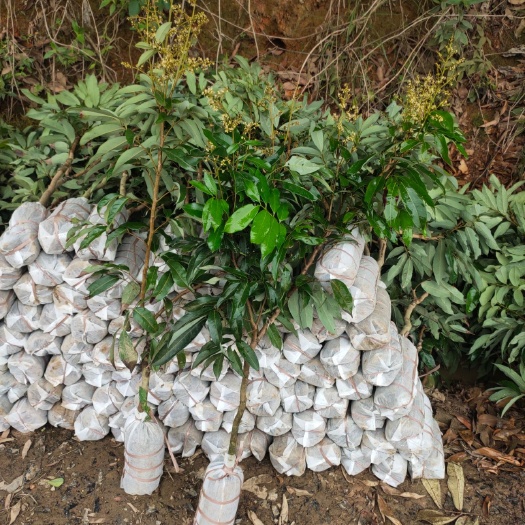 灵山县妃子笑荔枝苗！早熟品种！高产！上市快！正品嫁接苗