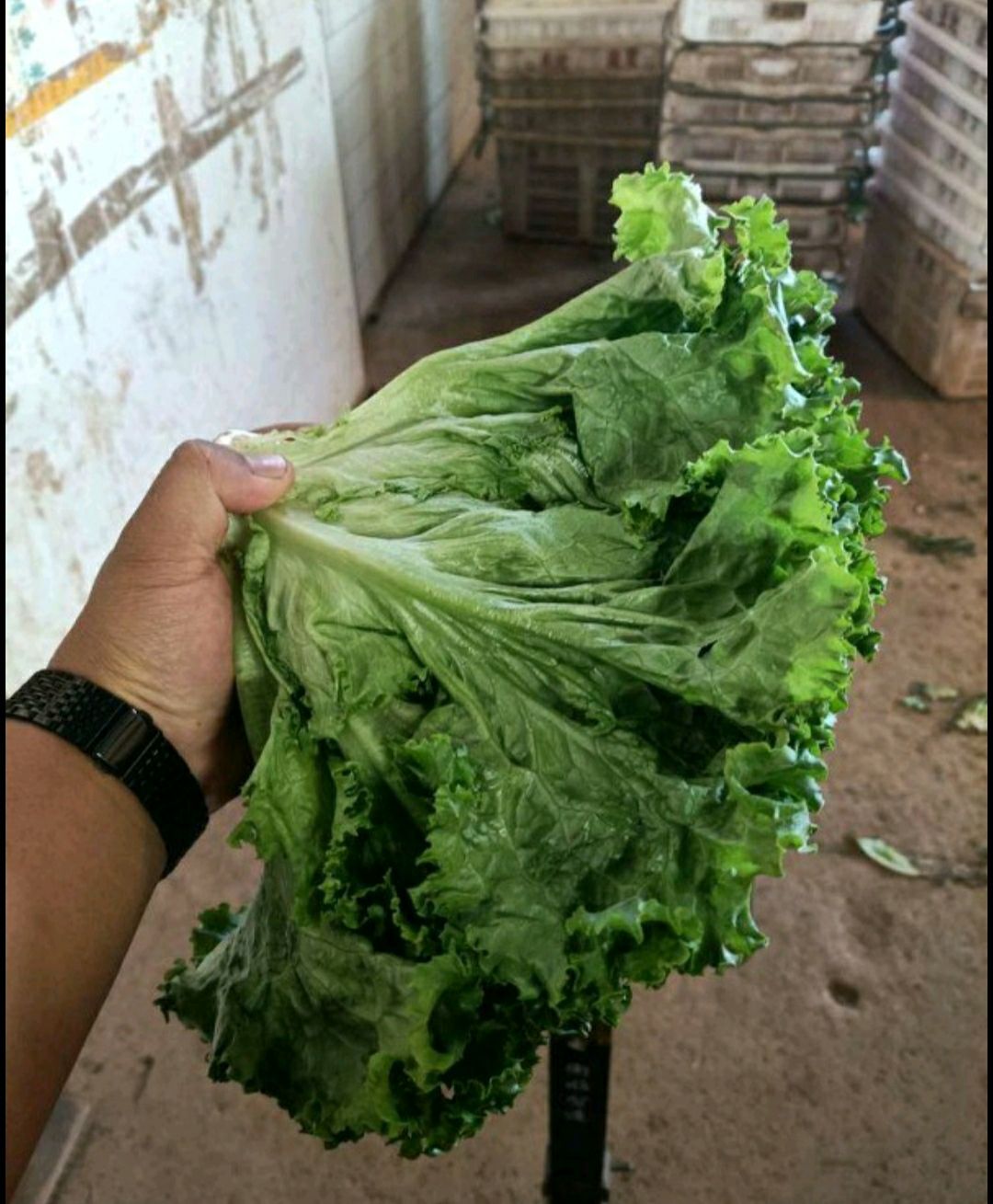 美国大速生  精品花叶生菜 ，