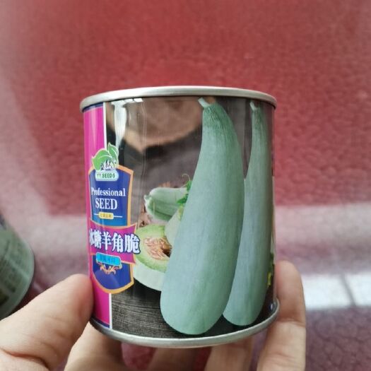 青县羊角蜜甜瓜种子  冰糖羊角脆（羊角脆种子）