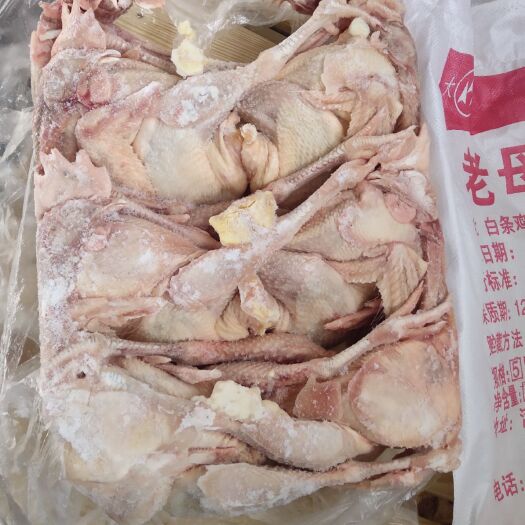 保定白条鸡  一级品淘汰老母鸡蛋鸡