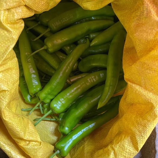 雷州市薄皮椒 精品青椒，，大量上市，大量有货，质量很好，价格不高