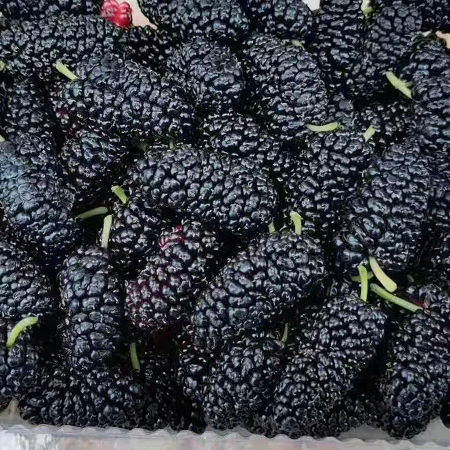 桑葚 产地大量供应 陆运   全国空运当天到货