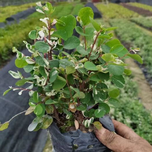 东莞市木槿 雪花木 园林绿化工程苗 基地直供