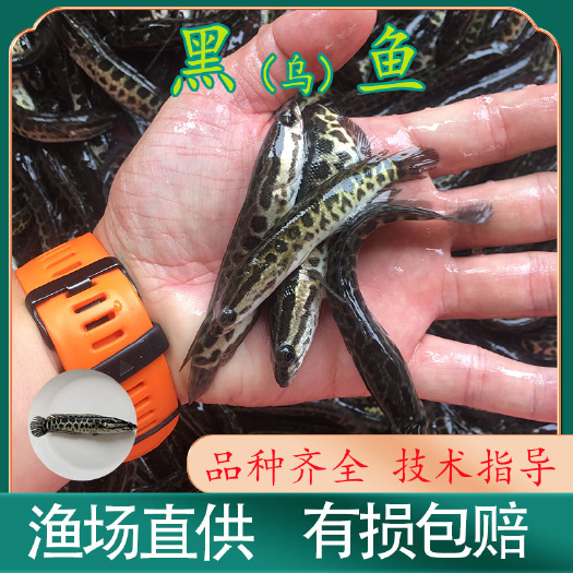 广州乌鳢苗  鱼场直供乌鱼苗 黑鱼苗 乌鳢 杂交 生鱼苗 高密度养殖