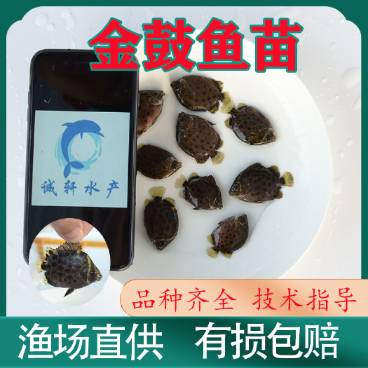 广州2021金鼓鱼苗 金钱鱼 鱼苗 淡化鱼苗 观赏鱼 鱼场直供