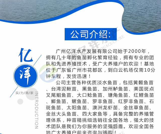优质青鱼苗 螺狮青鱼 基地直销 品质保证