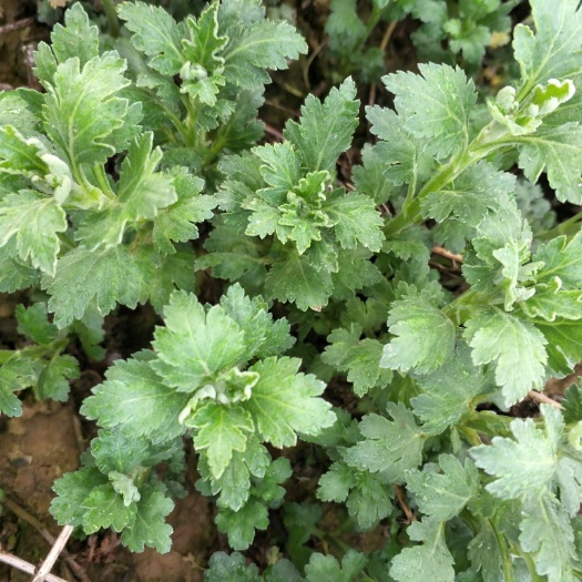 浮山县菊花苗 菊花种苗