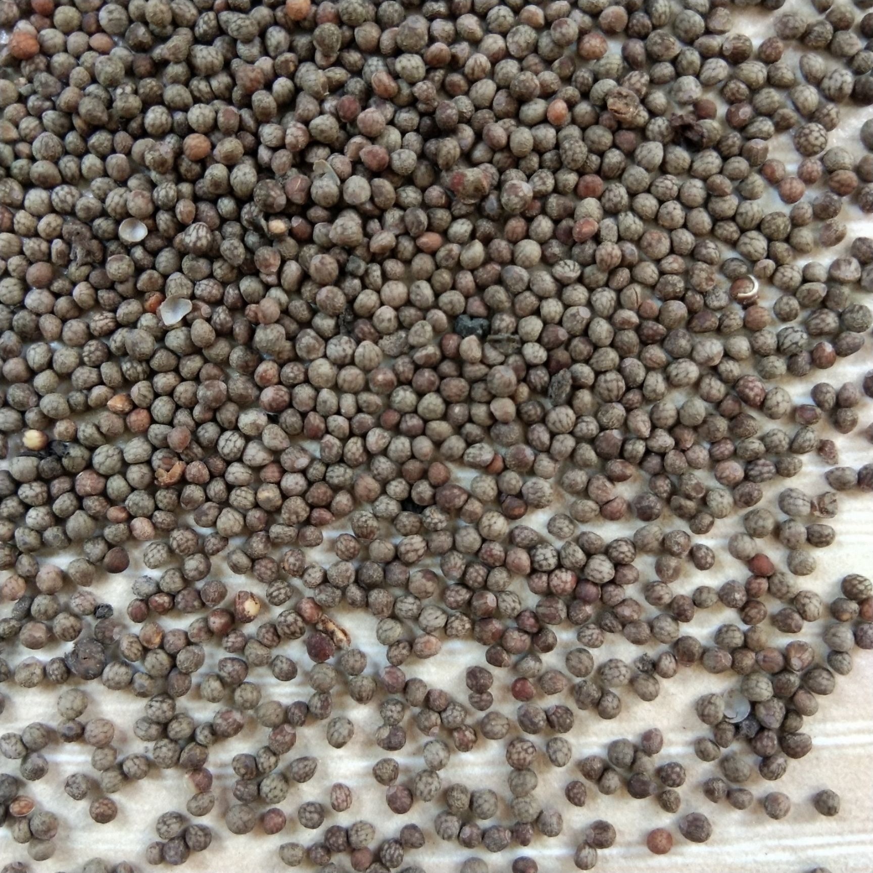 新产紫苏种子 紫苏籽 单面苏子 双面苏子 紫苏叶种子