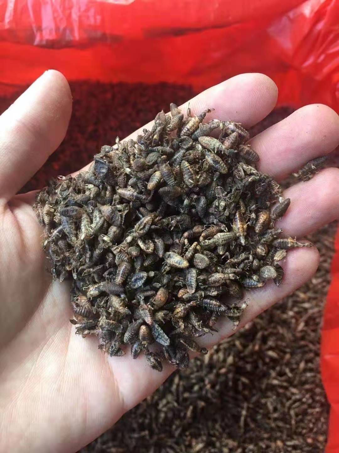 金沙牛蚁狮有10年炒货经验个个都是膨胀金黄色
