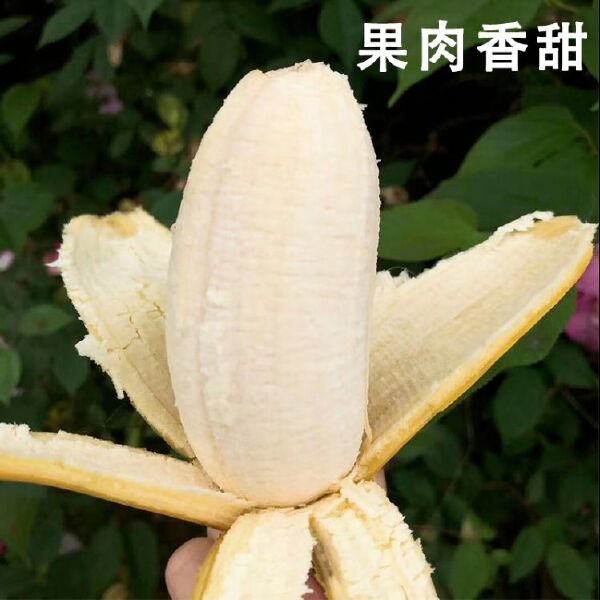 香蕉  广东苹果蕉粉蕉广粉青蕉新鲜水果粉蕉非小米蕉无催熟无催熟剂现摘