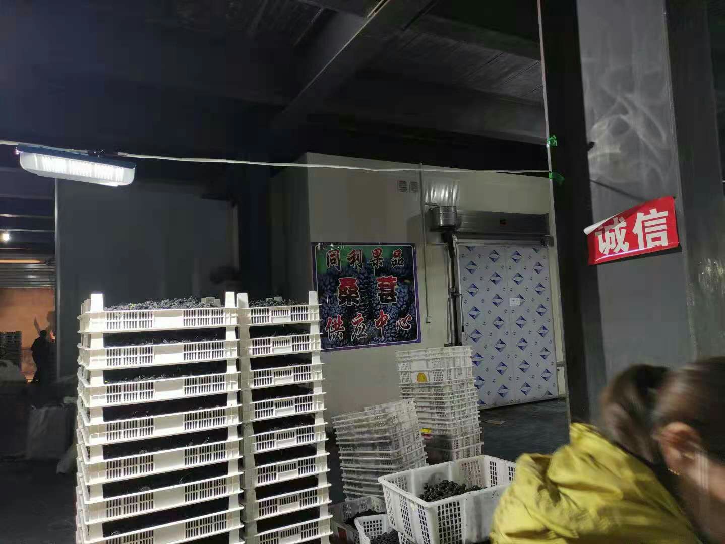 桑葚 产地大量供应 陆运   全国空运当天到货