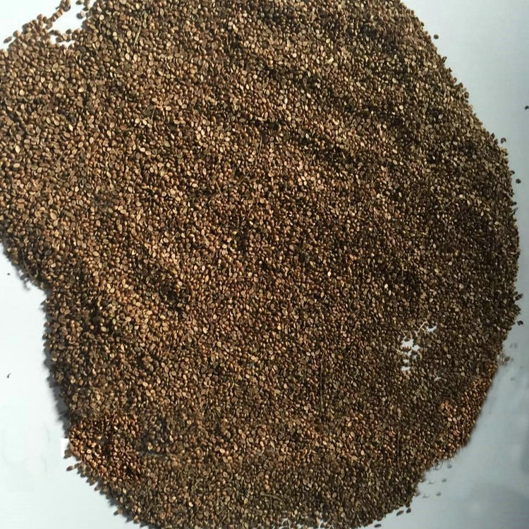 宽叶草种子  宽叶雀稗南方牧草绿肥，和水土保持先锋作物种子