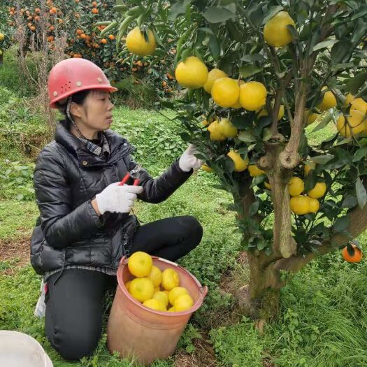 芷江县柑桔  黄金贡柚，甜果无酸，65mm以上，特大果85mm以上