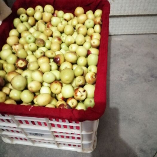 大荔县冬枣  预计6月初成熟