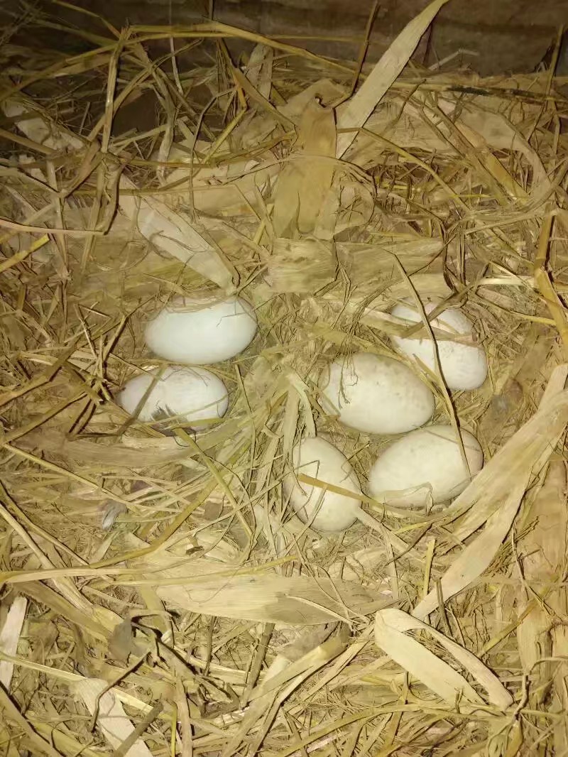 雁鹅种蛋