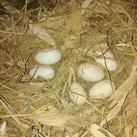 商丘雁鹅种蛋