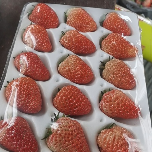 成都红颜草莓 牛奶草莓胶盒防摔包装 批发