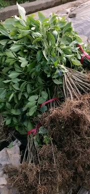 八角树苗  广西大红八角嫁接苗杯苗 优质实 生苗裸根 优质实生苗杯苗 大