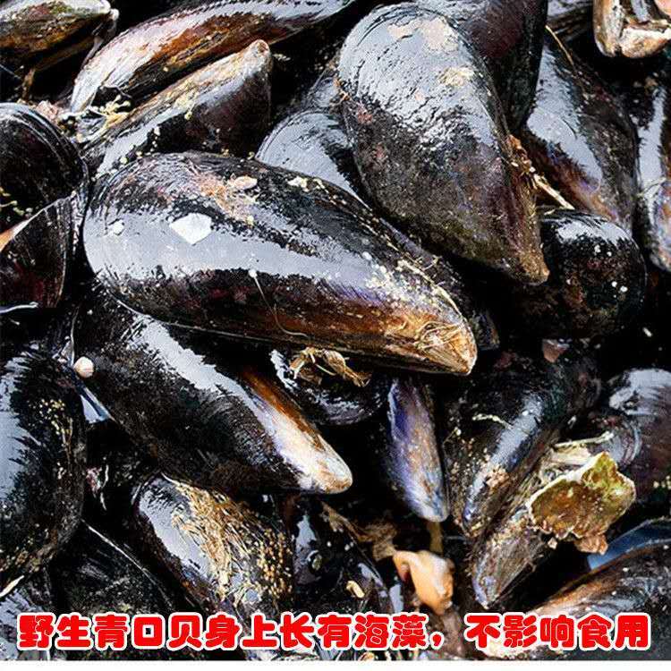鲜活现捕现发海虹青口贝淡菜码头源产地批发