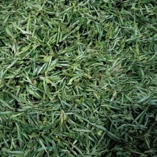 舒城县舒城小兰花  2021新茶明前茶特级