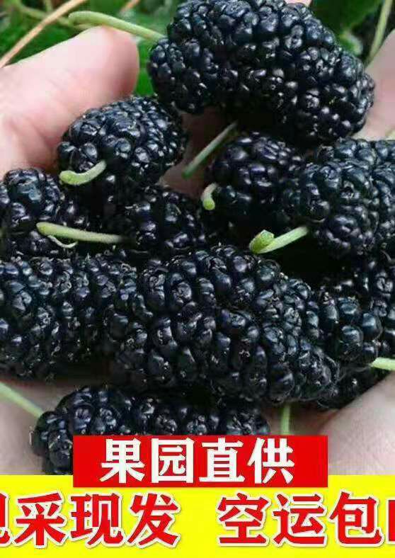 桑葚 产地大量供应 陆运   全国空运当天到货