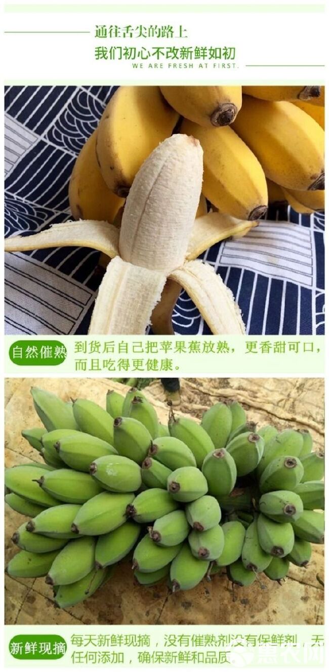 香蕉  广东苹果蕉粉蕉广粉青蕉新鲜水果粉蕉非小米蕉无催熟无催熟剂现摘