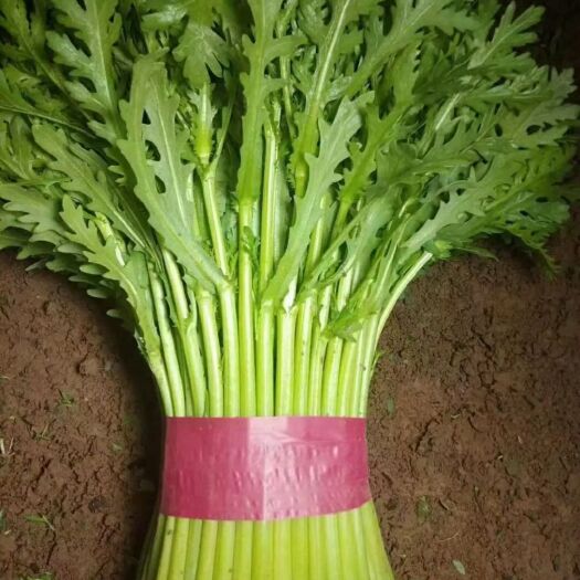 邯郸茼蒿