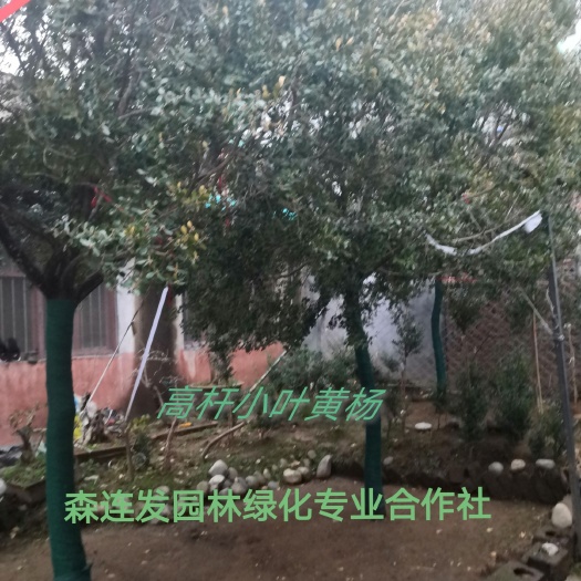 郯城县小叶黄杨 瓜子黄杨树 高杆雀舌黄杨树 高本黄杨树价格