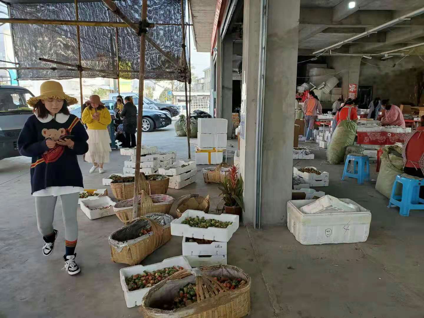 桑葚 产地大量供应 陆运   全国空运当天到货