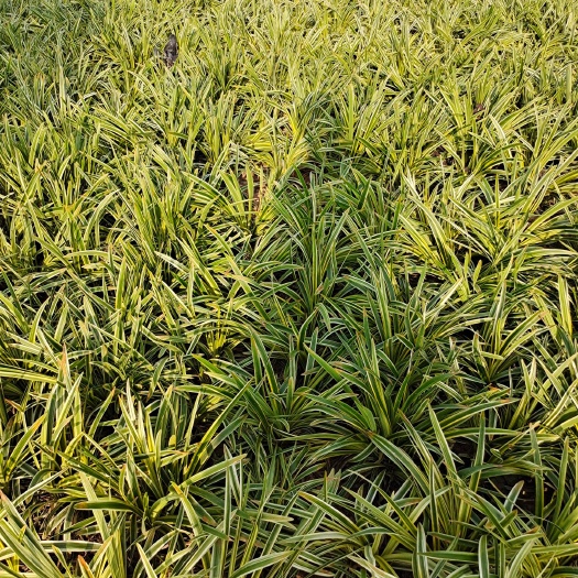 沭阳县 金边麦冬草