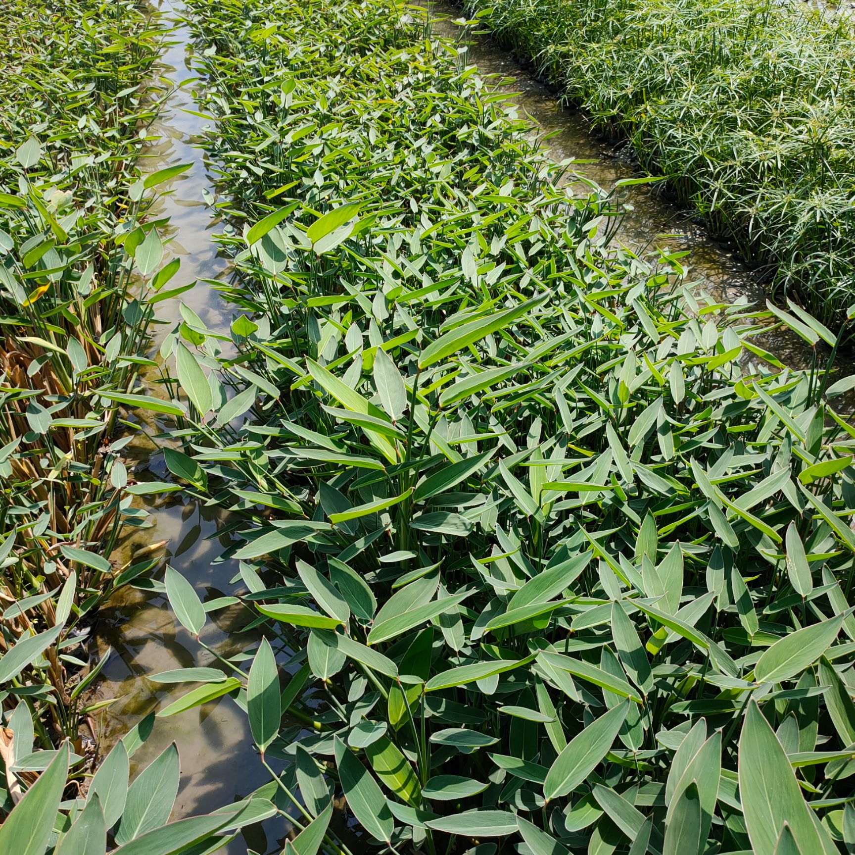  水生植物再力花