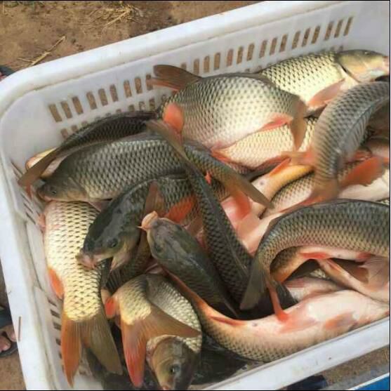 北京鲤鱼  常年出售鱼苗，鱼苗批发
