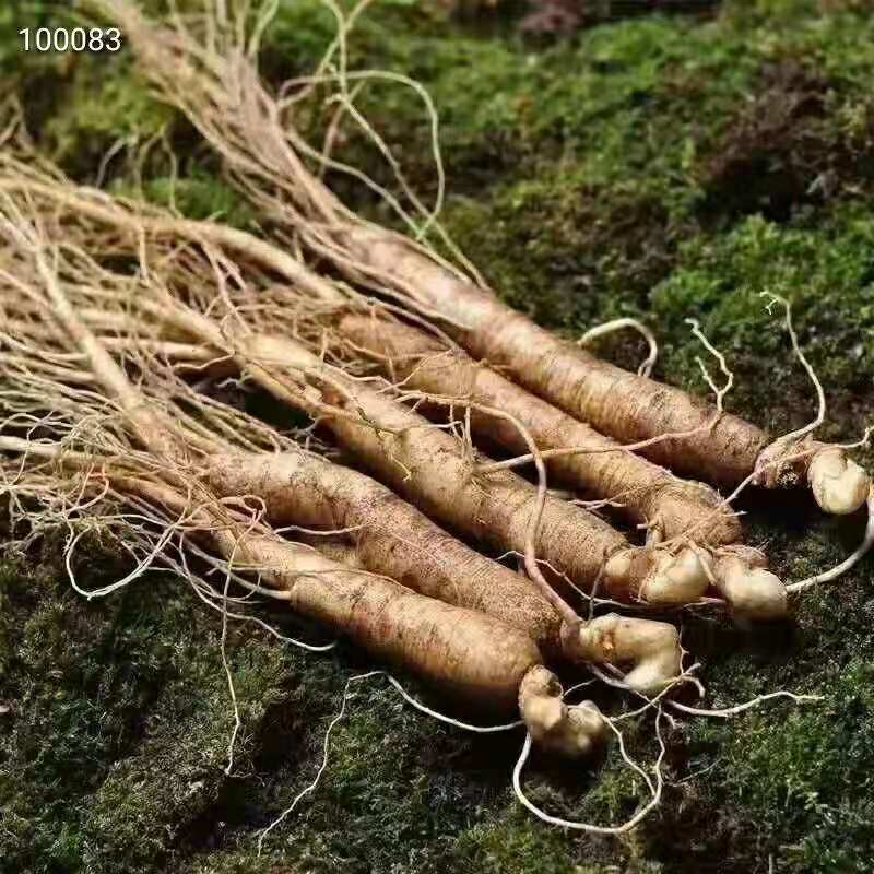 长白山带土鲜人参，煲汤炖鸡，长白山原产地批发直销，自家种植