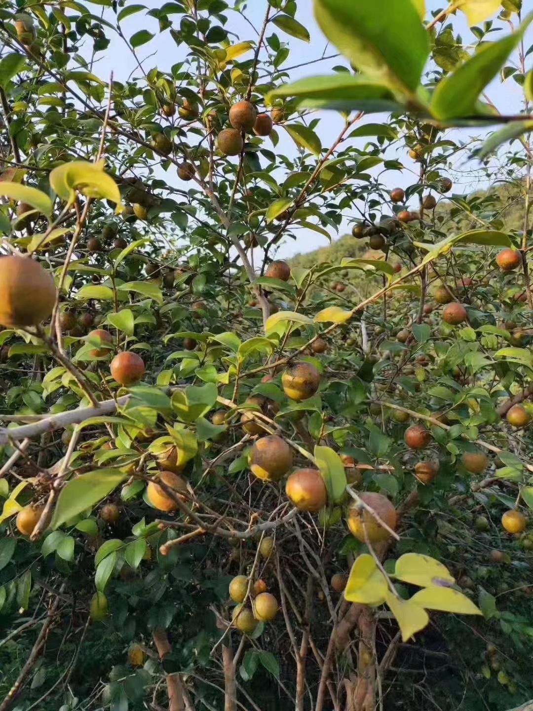  农家高山茶油