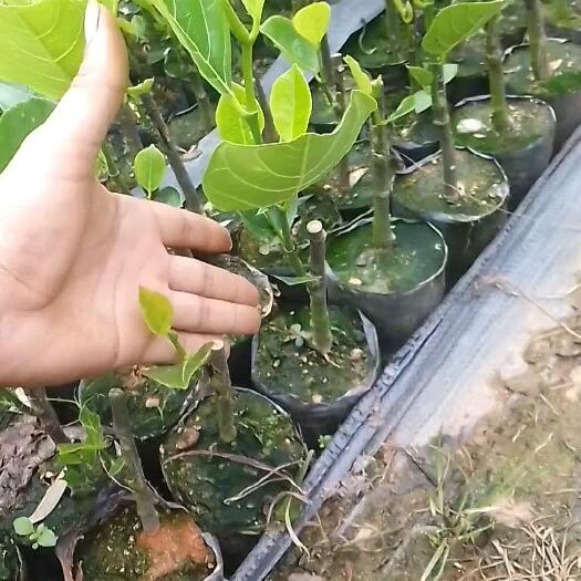 白沙县马来西亚一号菠萝蜜苗 