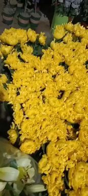 新沂市菊花  白菊批发，清明用花量大从优！分三个档次，购买前先沟通一下！