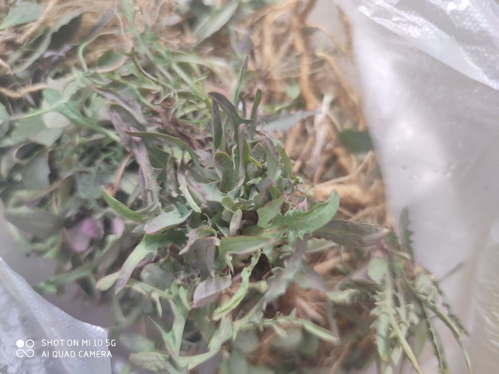 野生苦菜一斤代发小叶苦菜纯野生