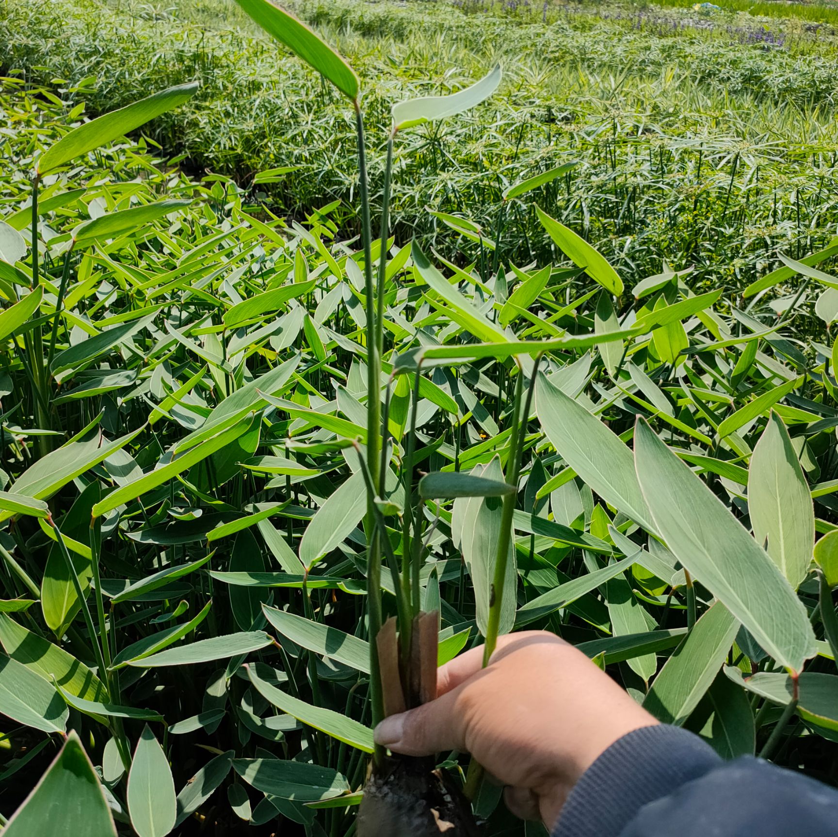  水生植物再力花