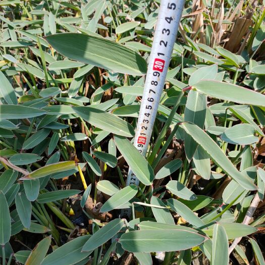 漳浦县 水生植物再力花