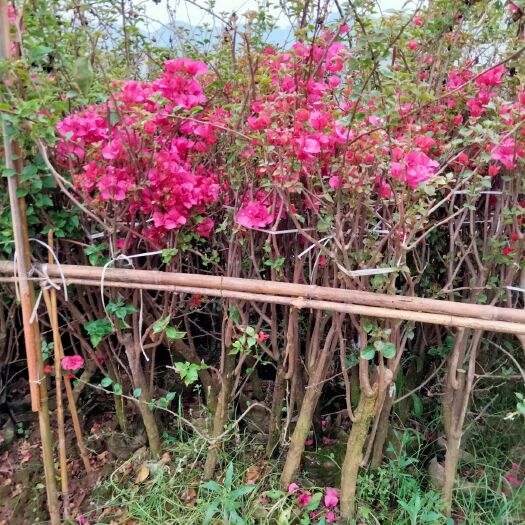 宜宾地径三公分红花三角梅，正在开花