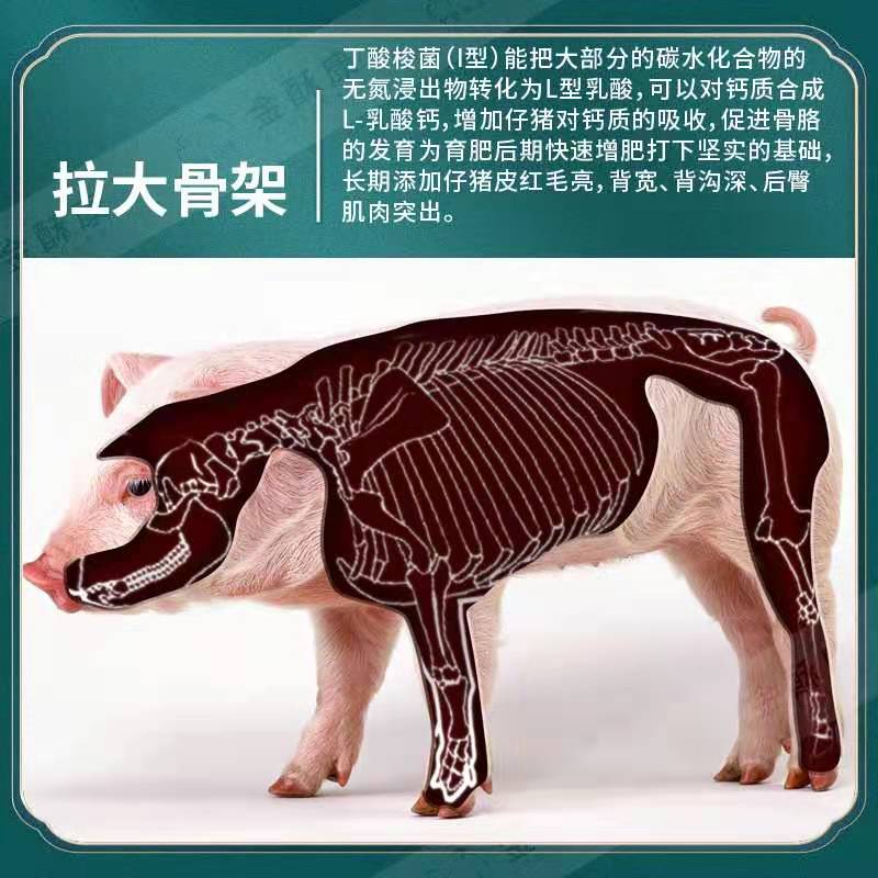 饲料添加剂  仔猪健