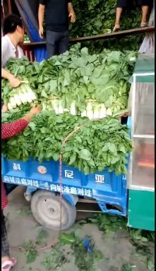 白皮莴笋  青笋产地直销  个头均匀颜色鲜亮