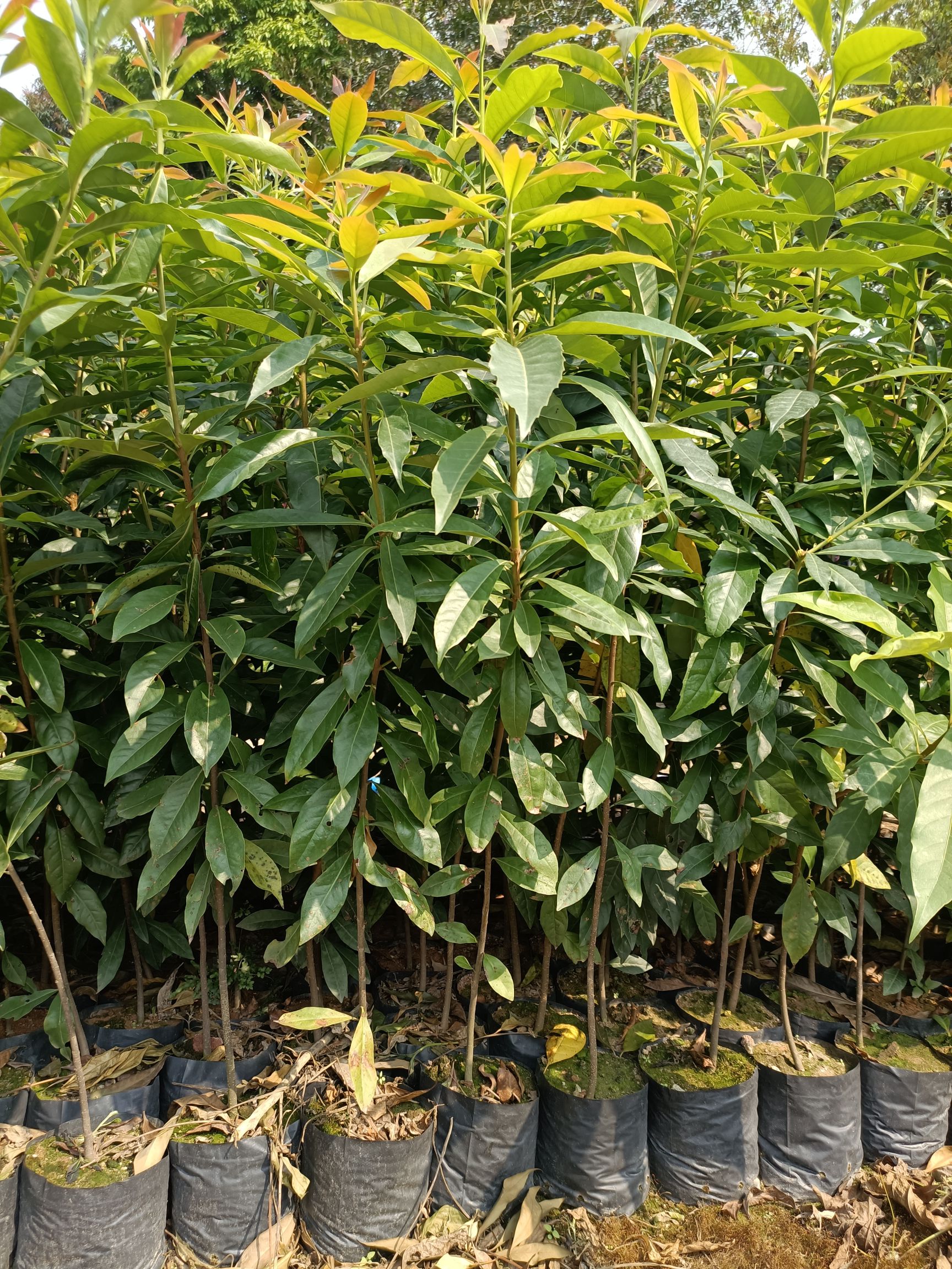 大袋60起木荷苗基地直销批发，有需要的老板请联系，量大有优惠