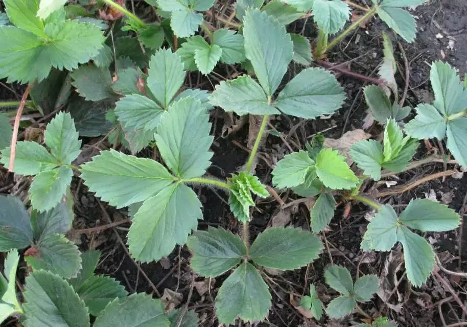 哈尼草莓苗  北方抗寒草莓苗，大地草莓苗大量供应