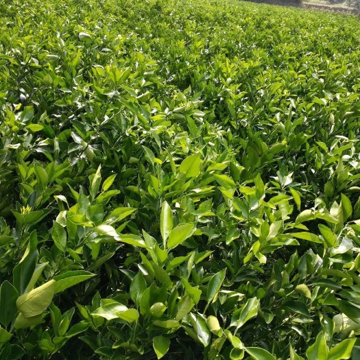 石门县脐橙树苗  覃家苗圃大量优质果树苗，纽荷尔脐橙，冰糖橙，沙糖桔，三红柚等