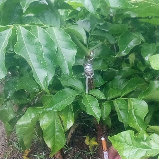 浦北县广西正中黑黄皮果苗 贵妃黄皮果苗大量有货