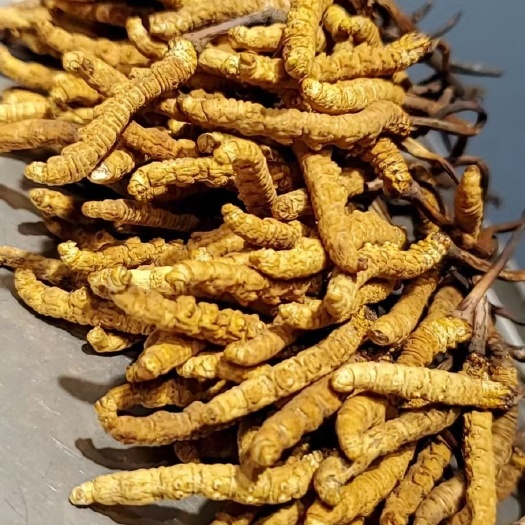 拉萨冬虫夏草 精品1500头，50克／瓶
