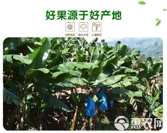 香蕉  广东苹果蕉粉蕉广粉青蕉新鲜水果粉蕉非小米蕉无催熟无催熟剂现摘